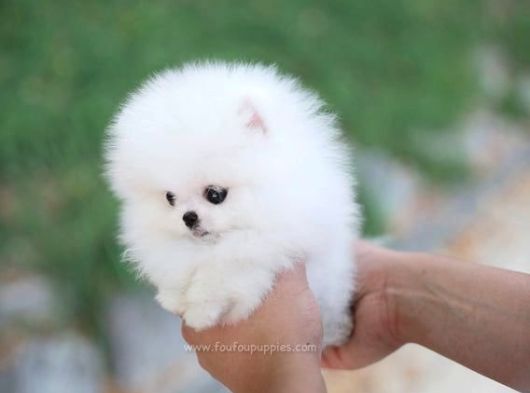 Sahnenin Yıldızı Pomeranian Boo Bebeklerimiz görsel