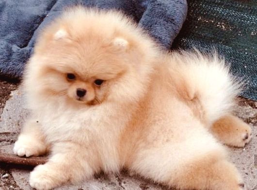 Ayı Suratlı Pomeranian Boo Bebeklerimiz görsel