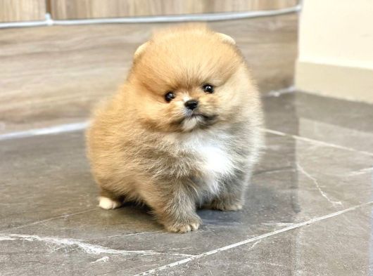 Ayı Suratlı Pomeranian Boo Bebeklerimiz görsel