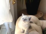 Üst Düzey Bri̇ti̇sh Shorthai̇r Blue Poi̇nt