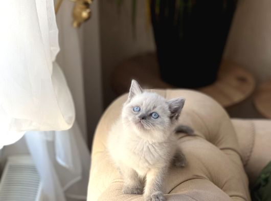 Üst Düzey Bri̇ti̇sh Shorthai̇r Blue Poi̇nt görsel