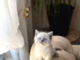 Üst Düzey Bri̇ti̇sh Shorthai̇r Blue Poi̇nt