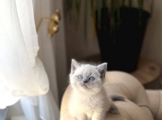 Üst Düzey Bri̇ti̇sh Shorthai̇r Blue Poi̇nt görsel
