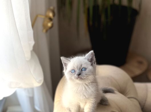 Üst Düzey Bri̇ti̇sh Shorthai̇r Blue Poi̇nt