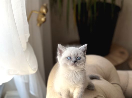 Üst Düzey Bri̇ti̇sh Shorthai̇r Blue Poi̇nt görsel