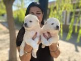 Pamuk gibi safkan samoyed yavrularım