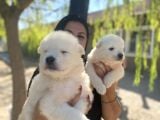 Pamuk Gibi Safkan Samoyed Yavrularım