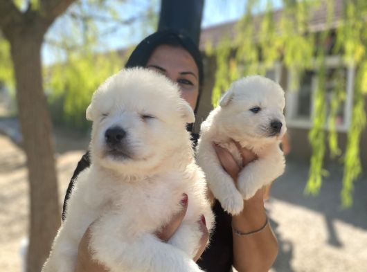 Pamuk Gibi Safkan Samoyed Yavrularım görsel