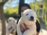 Pamuk Gibi Safkan Samoyed Yavrularım