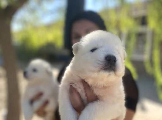 Pamuk Gibi Safkan Samoyed Yavrularım görsel
