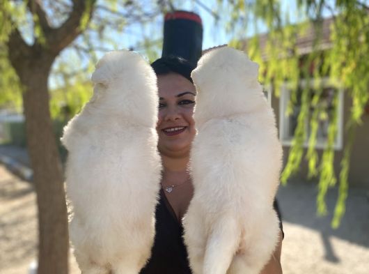 Pamuk Gibi Safkan Samoyed Yavrularım görsel