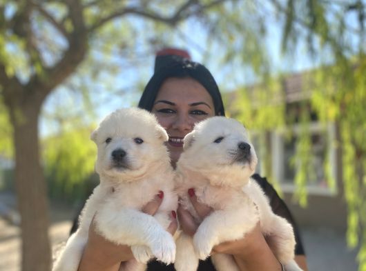 Pamuk Gibi Safkan Samoyed Yavrularım görsel