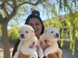 Pamuk Gibi Safkan Samoyed Yavrularım