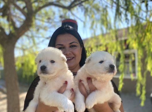 Pamuk Gibi Safkan Samoyed Yavrularım görsel