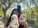 Pamuk Gibi Safkan Samoyed Yavrularım