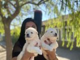 Pamuk Gibi Safkan Samoyed Yavrularım