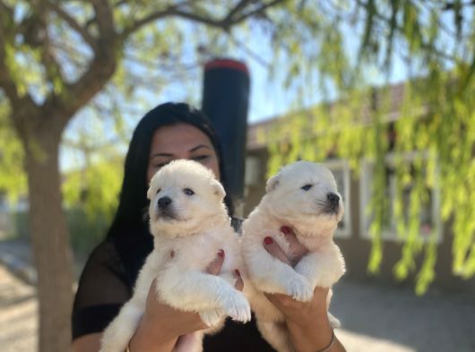 Pamuk Gibi Safkan Samoyed Yavrularım görsel