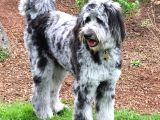 Nadi̇r Bulunan Renk Blue Merle Labradoodle