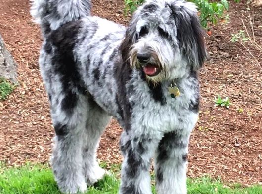 Nadi̇r Bulunan Renk Blue Merle Labradoodle görsel