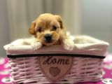 Maltipoo En Mini Yavrularımız