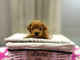 Maltipoo En Mini Yavrularımız