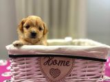 Maltipoo En Mini Yavrularımız
