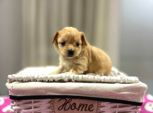 Maltipoo En Mini Yavrularımız görsel