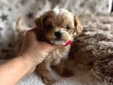 Maltipoo En Mini Yavrularımız
