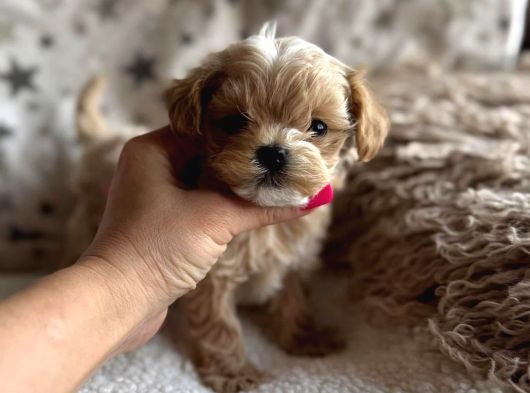 Maltipoo En Mini Yavrularımız