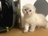 Beyaz Renk Scottish Fold Yavrulari Vonalp Pet Garantisiyle