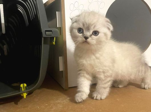 Beyaz Renk Scottish Fold Yavrulari Vonalp Pet Garantisiyle görsel