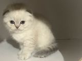 Beyaz Renk Scottish Fold Yavrulari Vonalp Pet Garantisiyle