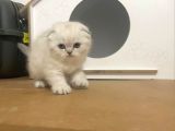 Beyaz Renk Scottish Fold Yavrulari Vonalp Pet Garantisiyle