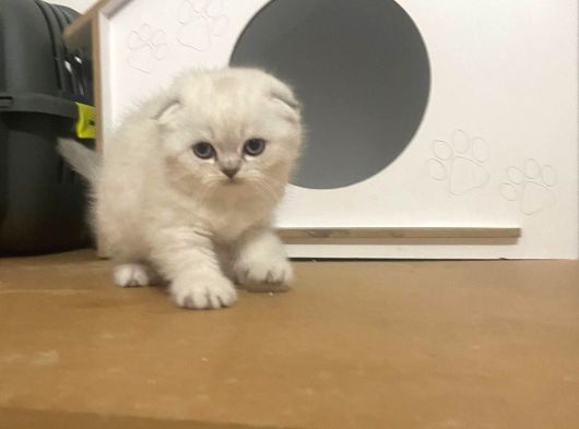 Beyaz Renk Scottish Fold Yavrulari Vonalp Pet Garantisiyle görsel
