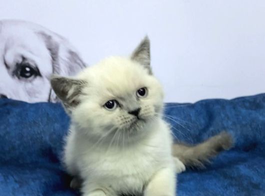 Vonalppet Garantisiyle Muhteşem British Shorthair Yavrulari