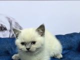 Vonalppet Garantisiyle Muhteşem British Shorthair Yavrulari