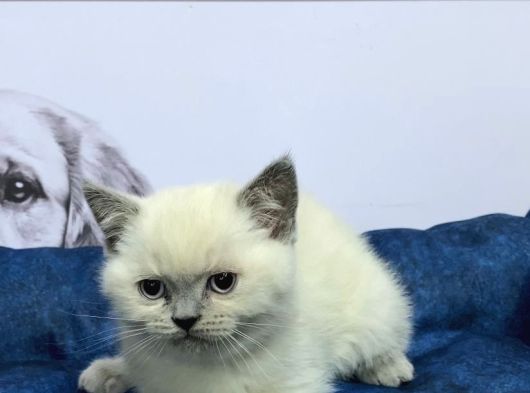 Vonalppet Garantisiyle Muhteşem British Shorthair Yavrulari görsel