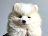 MALL OF İSTANBUL VONALPTEN pomeranian boo