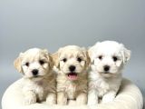 MALL OF İSTANBUL VONALPTEN MALTİPOO YAVRULARI