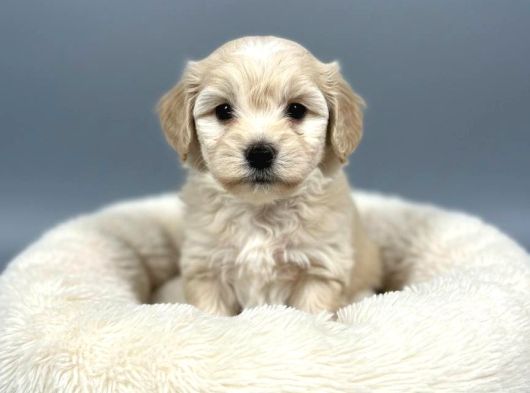 Mall Of İstanbul Vonalpten Malti̇poo Yavrulari görsel
