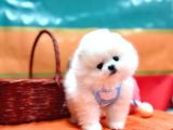 Boo Pomeranian Ayicik bebekler