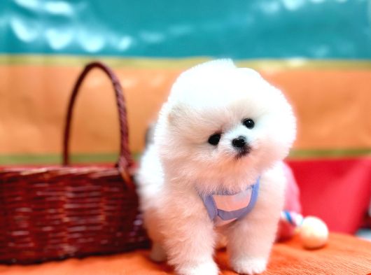 Boo Pomeranian Ayicik bebekler