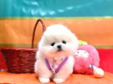 Boo Pomeranian Ayicik Bebekler
