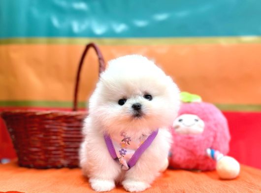 Boo Pomeranian Ayicik Bebekler görsel