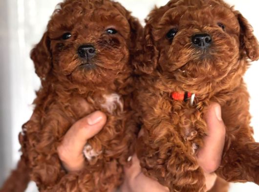 Redbrown toy poodle yavrularım