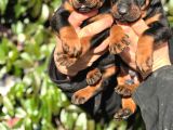 Üst Kalite King Doberman Yavrularım
