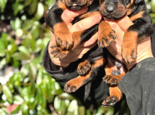 Üst Kalite King Doberman Yavrularım görsel