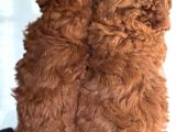 Redbrown Toy Poodle Yavrularım