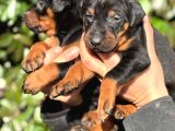 Üst Kalite King Doberman Yavrularım