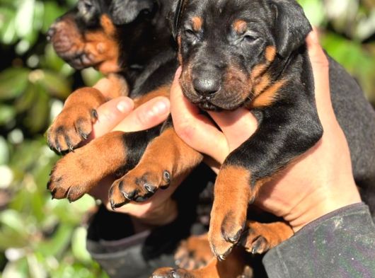 Üst Kalite King Doberman Yavrularım görsel